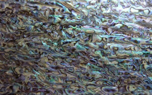 new zealand green abalone shell laminate