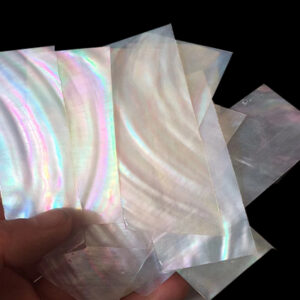 polished white freshwater shell slice