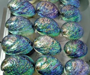 polished new zealand abalone shells