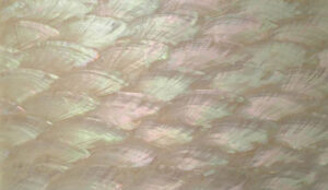 Donkey ear abalone shell  veneer sheet