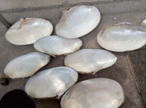 Chinese white freshwater shells