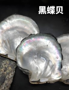 black mother of pearl shells
