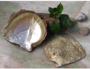 yellowlip mother of pearl shells