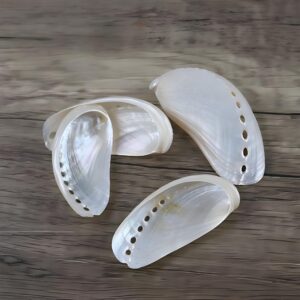  Polished donkey ear abalone shells