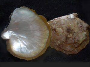 whitelip mother of pearl shells
