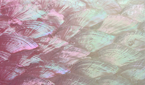 ssdss 001